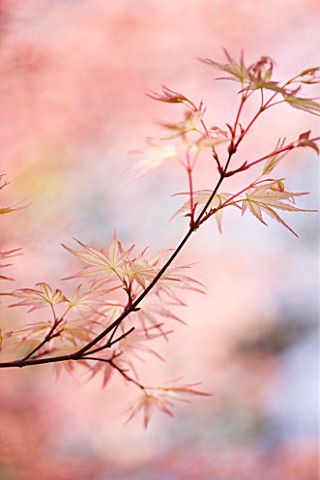 CLOSE_UP_OF_THE_PINK_SPRING_LEAVES_OF_ACER_PALMATUM_BENITSUKASA