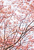 CLOSE UP OF THE PINK SPRING LEAVES OF ACER PALMATUM BENI-TSUKASA