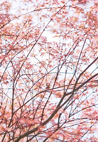CLOSE_UP_OF_THE_PINK_SPRING_LEAVES_OF_ACER_PALMATUM_BENITSUKASA
