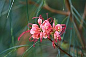 CLOSE UP OF THE PINK FLOWERS OF GREVILLEA JOHNSONII