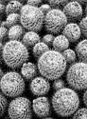 BLACK AND WHITE CLOSE UP OF THE CACTUS - MAMMILLARIA BOMBYCINA IN FLOWER