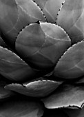 BLACK AND WHITE CLOSE UP OF THE CACTUS - AGAVE PARRYI. SPIKE  SPIKEY