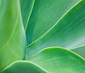 CLOSE UP OF THE LEAVES OF AGAVE ATTENUATA FROM MEXICO. ABSTRACT