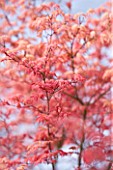 CLOSE UP OF THE PINK LEAVES OF ACER PALMATUM SHINDESHOJO. SPRING RUBY TREE