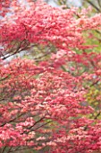 CLOSE UP OF THE PINK LEAVES OF ACER PALMATUM SHINDESHOJO. SPRING RUBY TREE