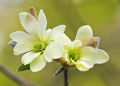 CLOSE_UP_OF_THE_YELLOW_FLOWERS_OF_MAGNOLIA_GOLDSTAR