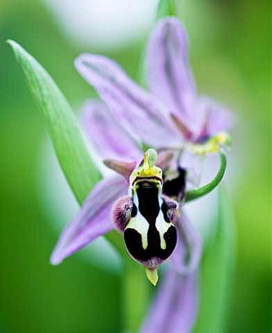 CLOSE_UP_OF_THE_FLOWER_OF_THE_BEE_ORCHID__OPHRYS_APIFERA_X_RHEINHOLDII