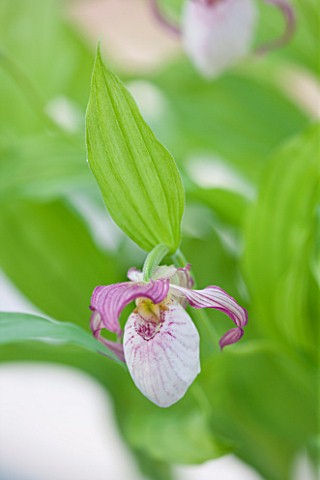 CLOSE_UP_OF_THE_FLOWER_OF_CYPRIPEDIUM_GISELA__SLIPPER_ORCHID