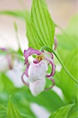 CLOSE UP OF THE FLOWER OF CYPRIPEDIUM GISELA - SLIPPER ORCHID