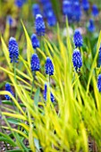CLOSE UP OF THE BLUE FLOWERS OF MUSCARI SUPERSTAR