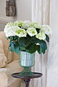 DESIGNER CLARE MATTHEWS: HOUSEPLANT PROJECT - WHITE HYDRANGEA IN GREE WIREWORK URN IN THE FRONT ROOM ON A WOODEN PEDESTAL