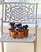DESIGNER CLARE MATTHEWS: HOUSEPLANT PROJECT - TERRACOTTA CONTAINERS WITH AEONIUM ZWARTKOP ON A GREY METAL CHAIR