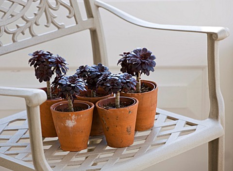 DESIGNER_CLARE_MATTHEWS_HOUSEPLANT_PROJECT__TERRACOTTA_CONTAINERS_WITH_AEONIUM_ZWARTKOP_ON_A_GREY_ME