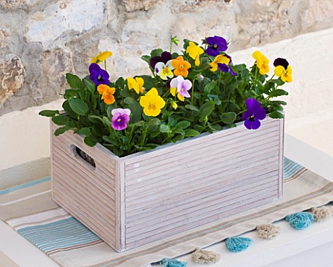 DESIGNER_CLARE_MATTHEWS_HOUSEPLANT_PROJECT__MIXED_VIOLAS_IN_A_WOODEN_CONTAINER_BESIDE_STONE_WALL