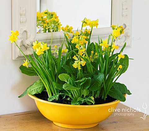 DESIGNER_CLARE_MATTHEWS_HOUSEPLANT__YELLOW_CONTAINER_WITH_SPRING_PLANTING_OF_BULBS__NARCISSUS_TETE_A