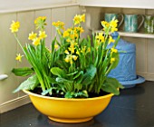 DESIGNER CLARE MATTHEWS: HOUSEPLANT - YELLOW CONTAINER ON KITCHEN WORK SURFACE WITH SPRING PLANTING OF BULBS - NARCISSUS TETE- A - TETE AND COWSLIPS - PRIMULA VERIS