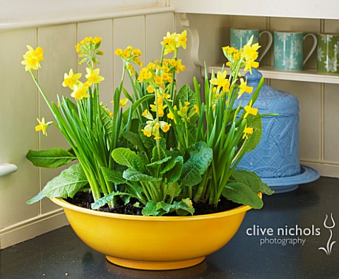 DESIGNER_CLARE_MATTHEWS_HOUSEPLANT__YELLOW_CONTAINER_ON_KITCHEN_WORK_SURFACE_WITH_SPRING_PLANTING_OF