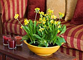 DESIGNER CLARE MATTHEWS: HOUSEPLANT - YELLOW CONTAINER WITH SPRING PLANTING OF BULBS IN SITTING ROOM  - NARCISSUS TETE- A - TETE AND COWSLIPS - PRIMULA VERIS