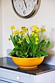 DESIGNER CLARE MATTHEWS: HOUSEPLANT - YELLOW CONTAINER WITH SPRING PLANTING OF BULBS IN KITCHEN  - NARCISSUS TETE- A - TETE AND COWSLIPS - PRIMULA VERIS