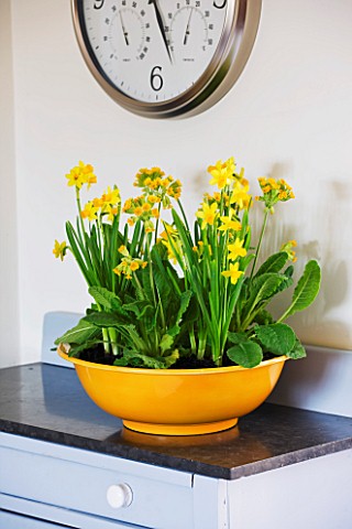DESIGNER_CLARE_MATTHEWS_HOUSEPLANT__YELLOW_CONTAINER_WITH_SPRING_PLANTING_OF_BULBS_IN_KITCHEN___NARC