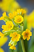 DESIGNER CLARE MATTHEWS: HOUSEPLANT - CLOSE UP OF THE YELLOW FLOWERS OF COWSLIP - PRIMULA VERIS - BULB