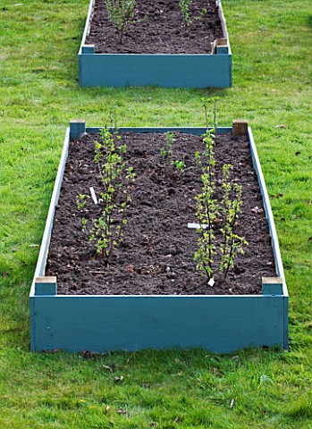 DESIGNER_CLARE_MATTHEWS_FRUIT_GARDEN_PROJECT__DEEP_MULCHED_RAISED_BED__TOP_SOIL_PLANTED_WITH_BARE_RO