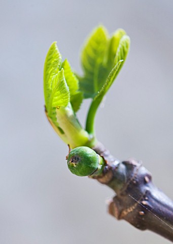 DESIGNER_CLARE_MATTHEWS_FRUIT_GARDEN_PROJECT__EMERGING_LEAVES_OF_FIG_AND_EMBRYONIC_FIG__FICUS
