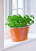DESIGNER CLARE MATTHEWS: HOUSEPLANT PROJECT - ORANGE METAL CONTAINER IN WINDOWSILL PLANTED WITH PARSLEY . HERBS