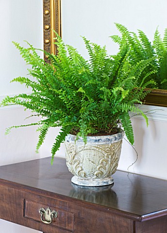 DESIGNER_CLARE_MATTHEWS_HOUSEPLANT_PROJECT__CONTAINER_UNDER_MIRROR_PLANTED_WITH_BOSTON_FERN__NEPHROL