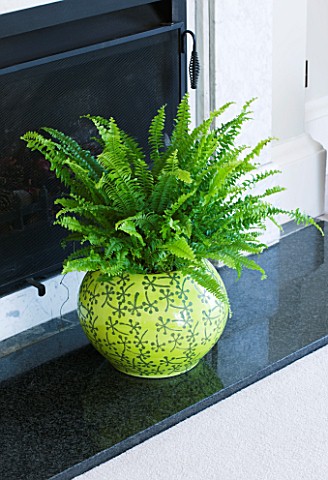 DESIGNER_CLARE_MATTHEWS_HOUSEPLANT_PROJECT__YELLOW_CONTAINER_IN_FIREPLACE_PLANTED_WITH_BOSTON_FERN__