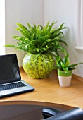 DESIGNER CLARE MATTHEWS: HOUSEPLANT PROJECT - YELLOW CONTAINER IN HOME OFFICE PLANTED WITH BOSTON FERN - NEPHROLEPSIS EXALTATA BOSTONIENSIS AND A LITTLE BIRDS NEST FERN