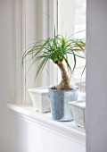 DESIGNER CLARE MATTHEWS: HOUSEPLANT PROJECT - METAL CONTAINER PLANTED WITH PONYTAIL PALM - BEAUCARNEA RECURVATA