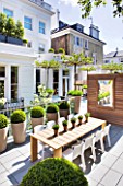 MODERN ROOF GARDEN BY STEPHEN WOODHAMS, LONDON: CEDARWOOD SCREEN, MIRROR, TABLE, CHAIRS, CLIPPED, TOPIARY, PLEACHED, MULBERRY, CONTEMPORARY, BOX BALLS IN CERAMIC CONTAINERS, CORNUS KOUSA, TERRACE, BALCONY, DECKING, DECKED, DECKS