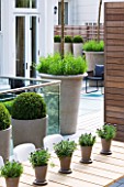 MODERN ROOF GARDEN BY STEPHEN WOODHAMS, LONDON: CEDARWOOD SCREEN, TABLE, CHAIRS, CONTEMPORARY, BOX BALLS IN CERAMIC CONTAINERS, TERRACE, BALCONY, DECKING, DECKED, DECKS, LAVENDER