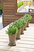MODERN ROOF GARDEN BY STEPHEN WOODHAMS, LONDON: CEDARWOOD SCREEN, TABLE, CHAIRS, CONTEMPORARY, LAVENDER IN CERAMIC CONTAINERS, TERRACE, BALCONY, DECKING, DECKED, DECKS, MIRROR