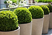 ROOF GARDEN DESIGNED BY STEPHEN WOODHAMS  LONDON: BALCONY, CORNUS, KOUSA, CERAMIC, CONTAINERS, CLIPPED, BOX, BALLS, TOPIARY, ROW, OF