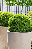 ROOF GARDEN DESIGNED BY STEPHEN WOODHAMS LONDON: BALCONY, CORNUS, KOUSA, CERAMIC, CONTAINERS, CLIPPED, BOX, BALLS, TOPIARY, ROW, OF