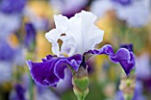 CLOSE UP OF THE BLUE AND WHITE FLOWER OF IRIS PLANEUR - CAYEUX