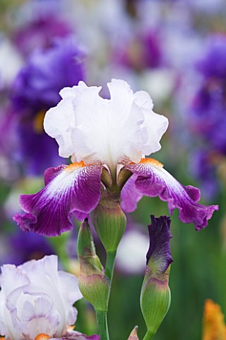 CLOSE_UP_OF_THE_PURPLE_AND_LAVENDER_BLUE_FLOWER_OF_IRIS_IMPRESSIONS_DE_JOUY__CAYEUX