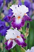CLOSE UP OF THE PURPLE AND LAVENDER BLUE FLOWER OF IRIS IMPRESSIONS DE JOUY - CAYEUX