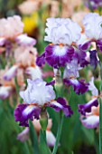CLOSE UP OF THE PURPLE AND LAVENDER BLUE FLOWER OF IRIS IMPRESSIONS DE JOUY - CAYEUX
