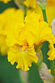 CLOSE UP OF THE YELLOW FLOWER OF IRIS LOUIS DOR - CAYEUX