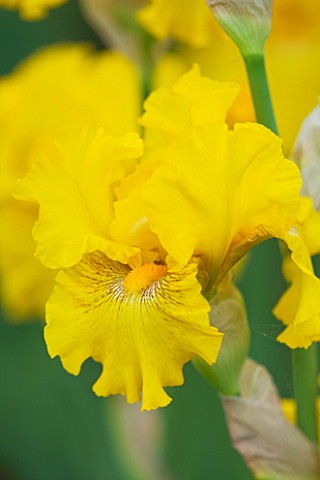 CLOSE_UP_OF_THE_YELLOW_FLOWER_OF_IRIS_LOUIS_DOR__CAYEUX