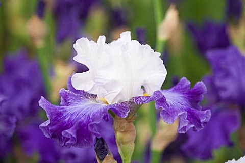 CLOSE_UP_OF_THE__WHITE_AND_BLUE_FLOWER_OF_IRIS_CIEL_ET_MER__CAYEUX