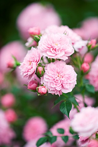 CLOSE_UP_OF_THE_PINK_FLOWERS_OF_ROSE__ROSA_PINK_BELLS_PROCUMBENT