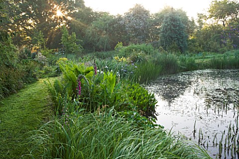 MOORS_MEADOW_GARDEN_AND_NURSERY__HEREFORDSHIRE_THE_LAKE_AT_DAWN__NYMPHOIDES_PELTATA_IN_WATER__PONTED