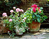 HYDRANGEAS AND PELARGONIUMS  IN CONTAINERS ON BRICK TERRACE.