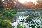 MOORS MEADOW GARDEN AND NURSERY  HEREFORDSHIRE: THE LAKE AT DAWN - NYMPHOIDES PELTATA IN WATER  PONTEDERIA CORDATA  MATTEUCCIA STRUTHIOPTERIS AND IRISES