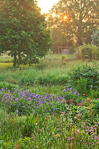 MOORS_MEADOW_GARDEN_AND_NURSERY__HEREFORDSHIRE_DAWN__IRIS_SIBIRICA_AND_THE_WILDFLOWER_LYCHNIS_FLOS__