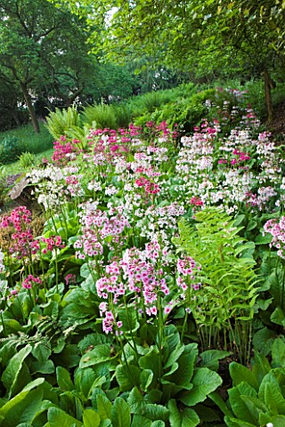 MOORS_MEADOW_GARDEN_AND_NURSERY__HEREFORDSHIRE_THE_FERNERY_WITH_CANDELABRA_PRIMULAS__PRIMULA_BEESIAN